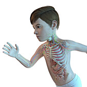 Illustration of a boy's upper body anatomy