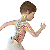 Illustration of a boy's upper body anatomy