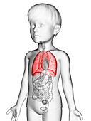 Illustration of a boy's lungs