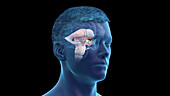 Illustration of a human brain anatomy