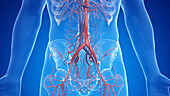 Abdominal vascular system, illustration