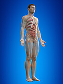 Human anatomy, illustration