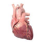 Human heart, illustration