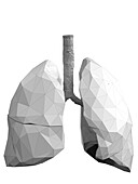 Lungs, abstract illustration
