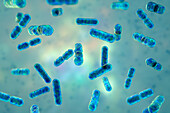 Bacteroides sp. bacteria, illustration