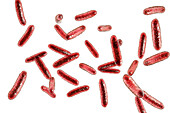Citrobacter bacteria, illustration