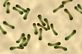 Corynebacterium diphtheriae, illustration