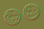 Cysts of Entamoeba histolytica protozoan, illustration