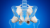Hip ligaments, illustration
