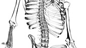 Lower spine, illustration
