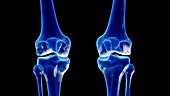 Knee joints, illustration