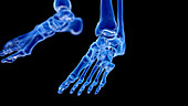 Human ankle joint, illustration