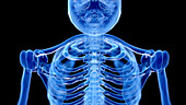 Skeletal neck, illustration
