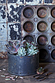 Succulents in old cake tin in front of weathered wall