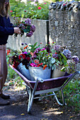 Woman arranges autumn flowers in wheelbarrow in the garden