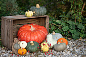 Herbstliche Kürbisse in verschiedenen Farben auf Holzkiste und Kies im Garten