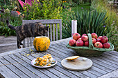 Katze schnuppert an ausgehöhltem Kürbis, Gartentisch mit Äpfeln