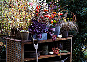 Autumn decoration with flowers, plants and grasses on outdoor shelf