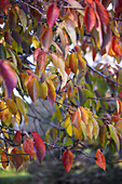 Herbstlich gefärbte Blätter eines Baumes