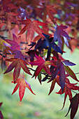 Buntes Herbstlaub eines Amberbaums