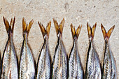Tail fins of mackerel in a row