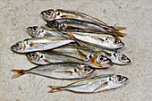 Several mackerel on a concrete surface