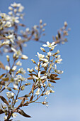 Flowering rock pear tree