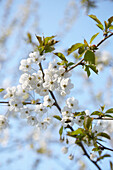 Bird cherry blossoms on tree