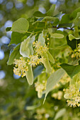 Tilia flowers on a tree