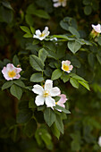 Flowers of dog rose (Rosa canina)
