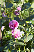 Dahlias in the sunlight