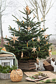Nordmann fir, decorated with wooden stars