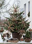 Nordmann fir, decorated with a DIY star made from pruning Miscanthus