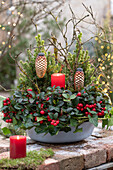 Weihnachtlich dekorierte Schale mit Scheinbeeren (Gaultheria) und Zuckerhutfichte (Picea glauca)