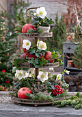 Christmas decorated tiered dessert tray with Christmas rose, skimmia, Ivy, pomegranate, conifer branches and fir branches