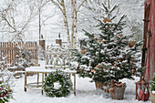 Decorated Nordmann fir in the snowy garden