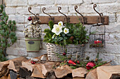 Christmas basket with Christmas roses (Helleborus), fir branches (Abies), hemlock (Tsuga) and Christmas tree decorations