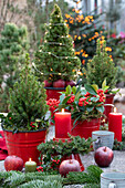 Weihnachtsdekoration mit Skimmie (Skimmia), Zuckerhutfichte 'Conica' (Picea glauca), Kerzen und Äpfeln