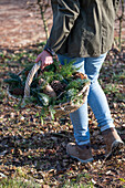 Person carrying basket with spruce branches (Picea) and cones