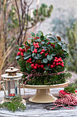 Christmas table decoration made of American wintergreen berries (Gaultheria procumbens)