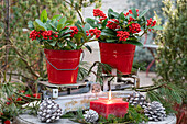 Skimmia in red buckets on vintage kitchen scales as Christmas decoration