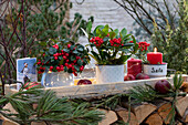 Weihnachtsdekoration mit Skimmie (Skimmia) und Scheinbeere (Gaultheria procumbens)