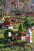 Weihnachtlich dekorierter Sitzplatz mit Laterne, Zuckerhutfichte (Picea glauca), Dekopilzen, Kranz und Skimmie (Skimmia)  im Garten