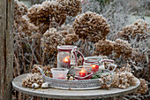 Winter decoration - tray with lanterns in front of ball hydrangea (Hydrangea arborescens) 'Annabelle