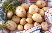 Mehrere Frühkartoffeln (Sorte: Home Guard) mit Dill auf Tuch