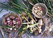 Several garlic bulbs and garlic cloves in bowls