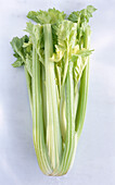 Celery stalks on a light background