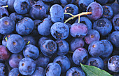 Blueberries (full picture)