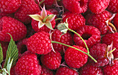 Many raspberries (full picture)