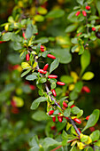 Barberry on the bush